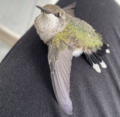 Hummingbirds on Cape Cod